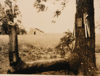 Marker at the Ulysses S. Grant Memorial Tree