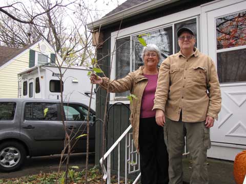 Washington Elm Trees