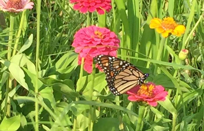 Monarch Butterfly