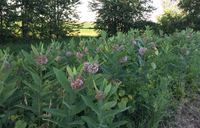 Milkweed