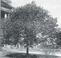 Hard Maple tree dedicated on Flag Day 
